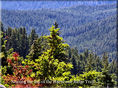 Hurricane Ridge Trail